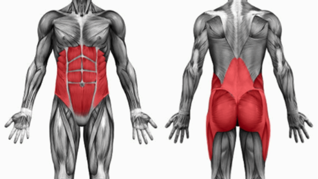 ¿Qué es el core y por qué es clave en fisioterapia?